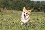 CORGI PEMBROKE 318